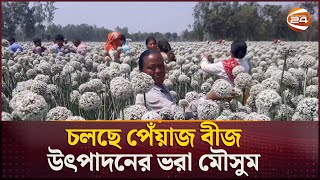 পঞ্চগড়ের কৃষি অর্থনীতির নতুন পালক পেঁয়াজ বীজ | Onion Seeds | Panchagarh Onion | Channel 24
