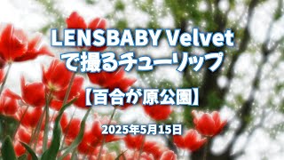 2025年5月15日 LENSBABY Velvet で撮るチューリップ【百合が原公園】