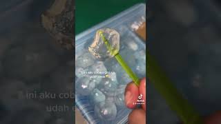 Download lagu Nyobain mochi unik di Jepang🇯🇵✨ namanya waribi mochi mp3