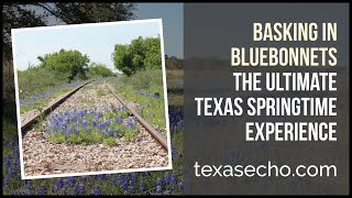 Basking in Bluebonnets: The Ultimate Texas Springtime Experience