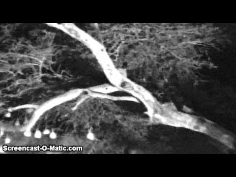 Leopard at Djuma Waterhole (27th January 2015)