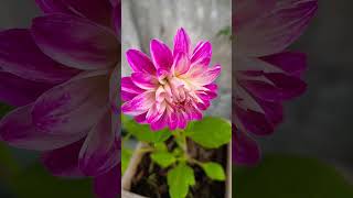 Dahlia flowers blooming #shorts #dahliaplant #dahlias #dalias #dalia