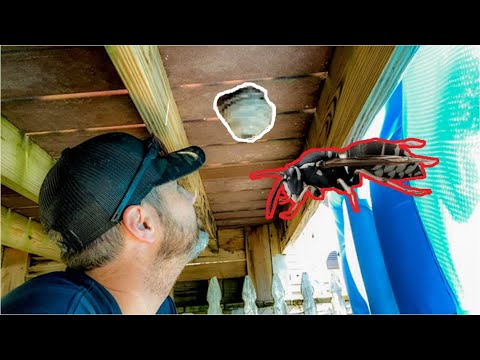 Relocating Bald Faced Hornet Nest - Will It Work?? Will I Get Stung??