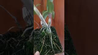 Download lagu maaf anggrek tidak dijual. Anggrek Dendro Bulat. #anggrekhadiku1 #shorts mp3