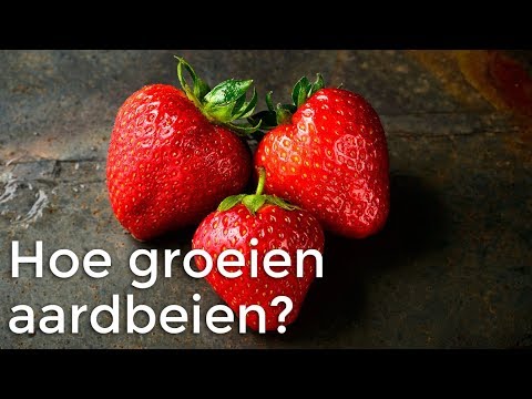 , title : 'Hoe groeien aardbeien? | Doen Ze Dat Zo? | Het Klokhuis'
