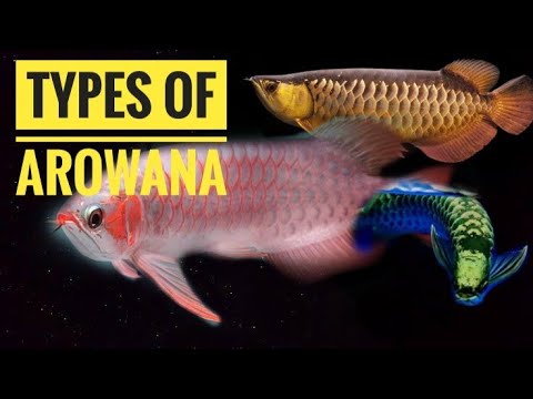 Top 10 Types Of Arowana's with Price. Arowana Species Classification. Type Of Asian Arowana.