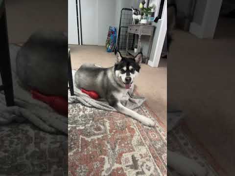 After walk he gets tired