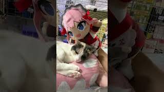社長を○○しすぎてお仕置きされる千羽師匠　#黒乃の巣 #Shorts #猫 #ねこ #ゲーセン #ジスタ
