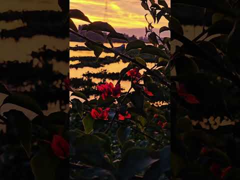 সোনালি সন্ধ্যা-Explore Diary of Sujoy–Travel shorts #7 #reels #cinematography #nature #viralshorts