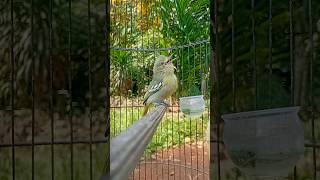 Download lagu sirtu cipoh betina mp3