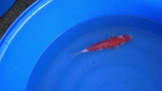 video van Ginrin Kohaku GK-NA23-0277