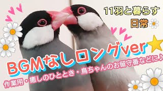 【文鳥】BGMなしロングver☆作業用や癒しのひとときにどうぞ♪
