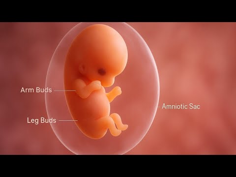 Life Before Birth: Incredible 3D Stages of a Baby’s Development