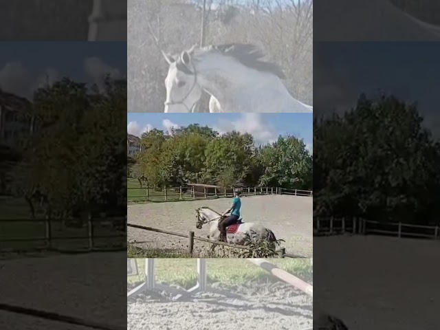 Jument polyvalente Pur sang