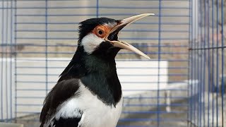 Download lagu Suara Burung Jalak Suren Gacor Full Variasi - Pancingan Jalak Suren Gacor Mompa Full Isian Mewah mp3 Download lagu Suara Burung Jalak Suren Gacor Full Variasi - Pancingan Jalak Suren Gacor Mompa Full Isian Mewah mp3