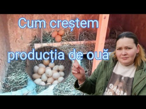 , title : '8 sfaturi Cum să-ți faci Găinile să depună mai multe Ouă'