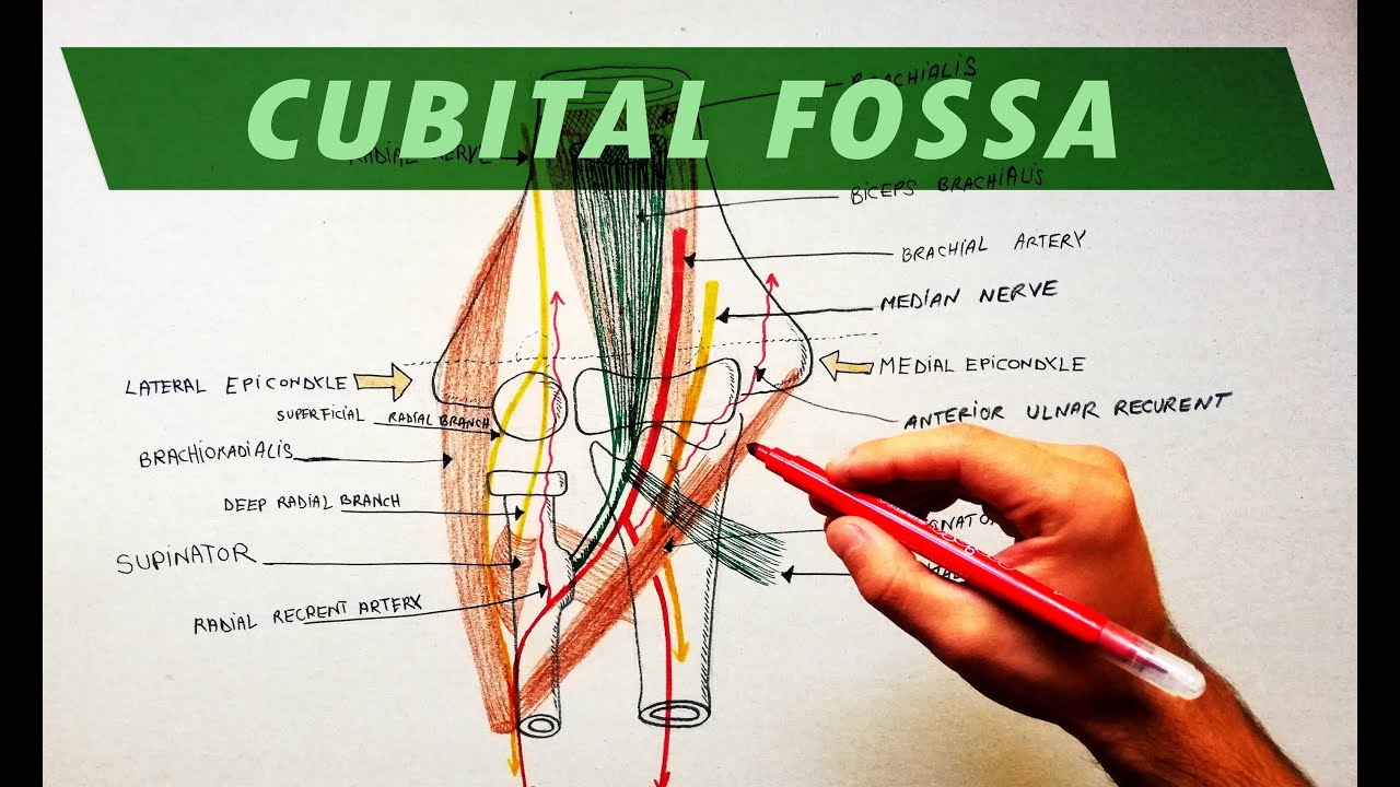 Cubital Fossa | Borders & Contents | Anatomy Tutorial