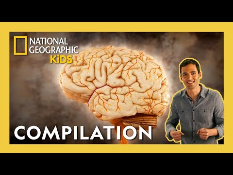 Brain Games for Kids: How Puzzles Boost Cognitive Development