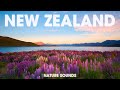New Zealand Endless Beauty With The Sounds Of Nature