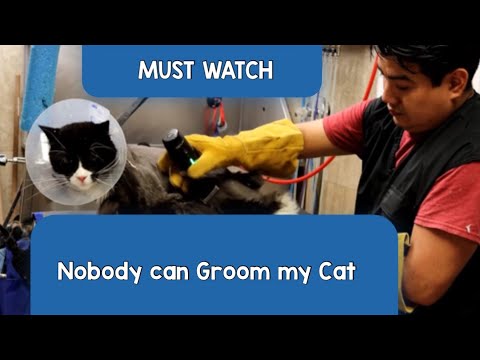 How to groom a Aggressive, Matted  Long hair Cat / Dog / Cat Grooming in Queens NY