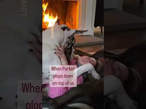 girl gets nearly suffocated by her great Dane 👍