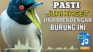 Download lagu 🔴BURUNG SERAM BERSUARA KASAR PANJANG ROLL TEMBAK ❗Masteran Murai Batu, Cendet, Kacer, Cucak Ijo mp3 Download lagu 🔴BURUNG SERAM BERSUARA KASAR PANJANG ROLL TEMBAK ❗Masteran Murai Batu, Cendet, Kacer, Cucak Ijo mp3