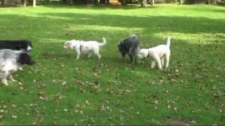 Mein Hund ist schwul