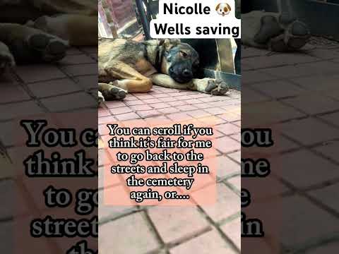 For any help consider donating link in bio to save a stray life in Los Angeles #rescuedog