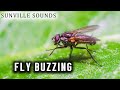 10 Hours of Fly Buzzing