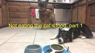 High level self-control, not eating cat food, Part 1