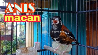 Download lagu Anis macan gacor ngeplong ngerol mp3