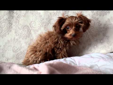 Петербургская орхидея: все о собаке, фото, описание породы, характер, цена