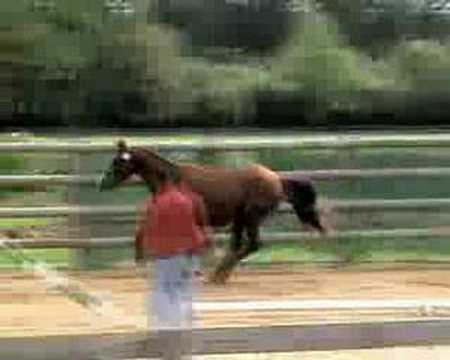 STALLION HORSE BY QUAPRICE (2 years old)