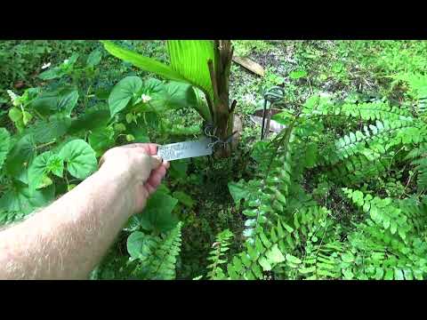 Iguanura wallichiana Palm at Fairchild Tropical Gardens