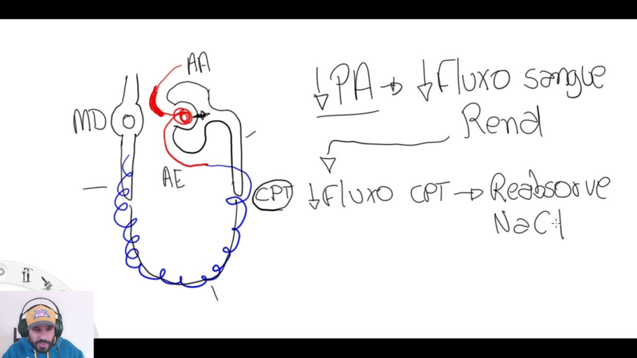 capítulo 19 - Guyton - Sistema Renina Angiotensina Aldosterona.