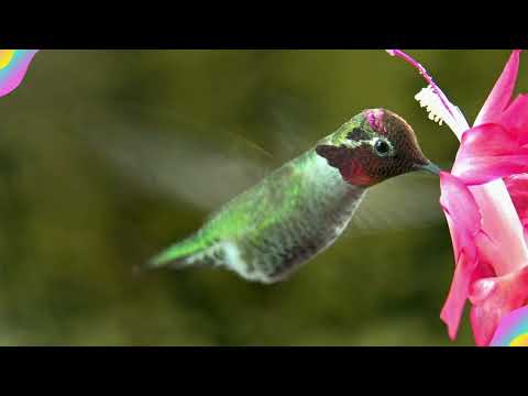 Kolibri, Blütenstaubsammler, Nektarvogel, Schnelligkeit, Flugkünstler, Farbenpracht, Juwel der Lüfte