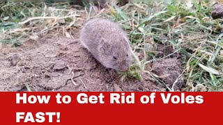 Vole Invasion? Here