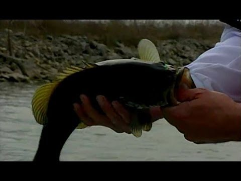 Illinois Adventure #1207 "Powerton Lake"