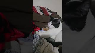 Cute biscuit maker 😻 #foryou #cat #cutecat #tuxedocat #catlovers #shorts