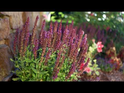 Perennial Salvia (Salvia x superba)