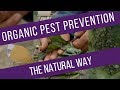 Pest prevention - reduce damage on different vegetables, through understanding the pests