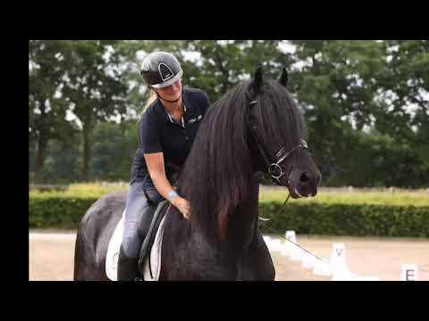 Stal Okkema's Kingston - Jasper x Onne - Star Stallion - 2019 - 1.71m