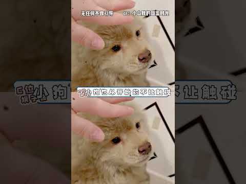 不敢想這么小的狗寶寶被拔掉犬牙得有多疼 （無任何不良引導  救助人小山胖的甜蜜時光  ）#小狗 #動物保護 #寵物救助 #動物保護1