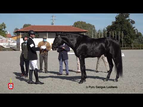 201017 6 Medidor OC - Aprovação de Garanhões