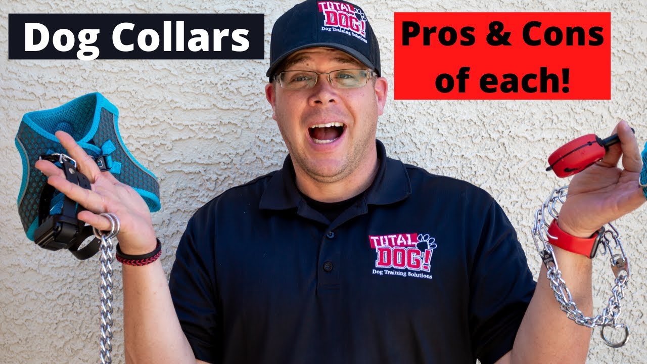 Dog Collars Explained - What collar is best for you and your dog