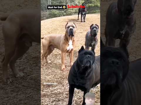 #abhi dog ka video abhi raj #3641