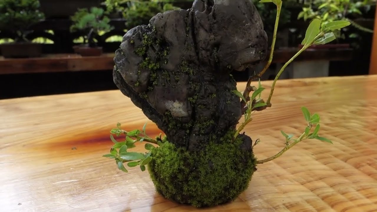 創作石付き盆栽【ネコヤナギ】  ♯721