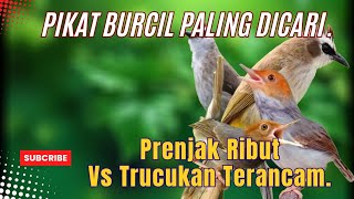 Download lagu SUARA pikat Burcil Prenjak Betina Kombinasi Trucukan Terancam. mp3 Download lagu SUARA pikat Burcil Prenjak Betina Kombinasi Trucukan Terancam. mp3