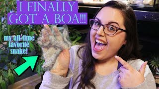 I FINALLY GOT A BOA CONSTRICTOR!!!