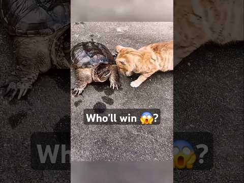 Cat vs Turtle 😈😱 | #speed